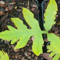 Onoclea sensibilis 
